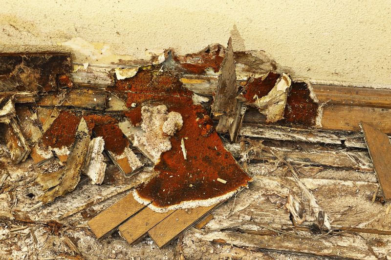 Decay Repair Service in Denver County, CO