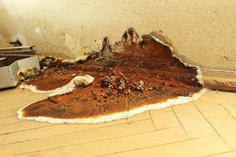 Dry Rot Remediation in Kansas City, KS
