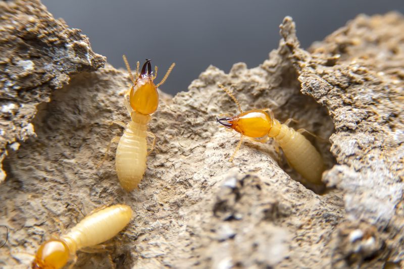Pest Damage Repair in Denver County, CO