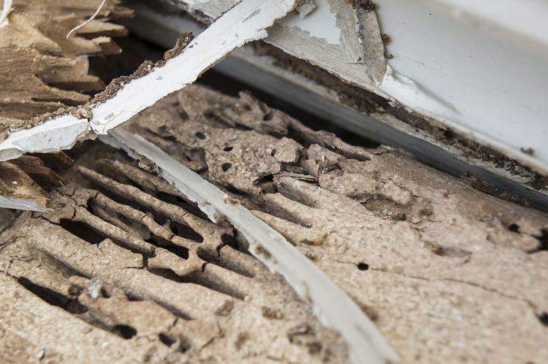 Pest Damage Repair in Wilmington, NC
