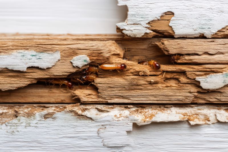 Termite Damage Repair Service in Wilmington, NC