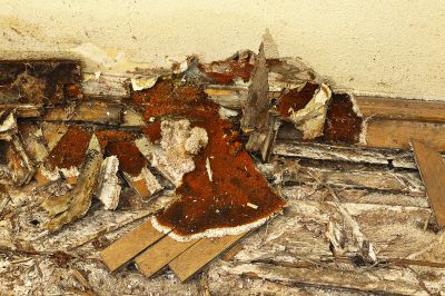 Wood Decay Removal in Alpharetta, GA
